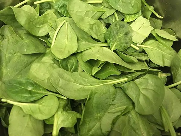 Baby spinach in Instant Pot.