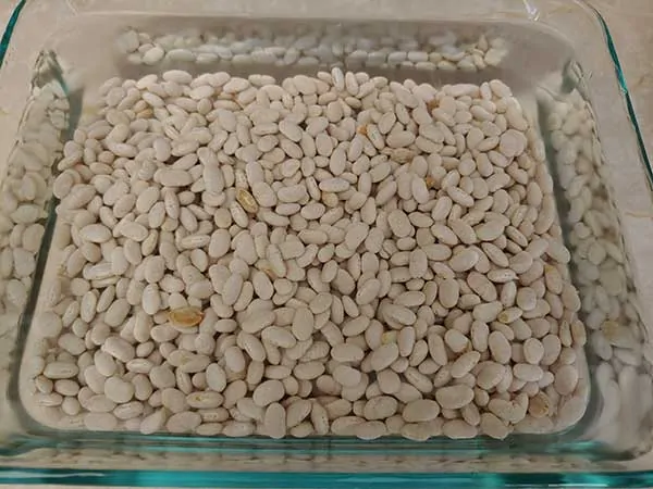 Dry great northern beans soaking in water.