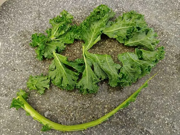 Stem removed from leaf of kale.