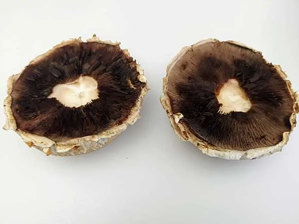 two portobello mushroom caps with stems removed.