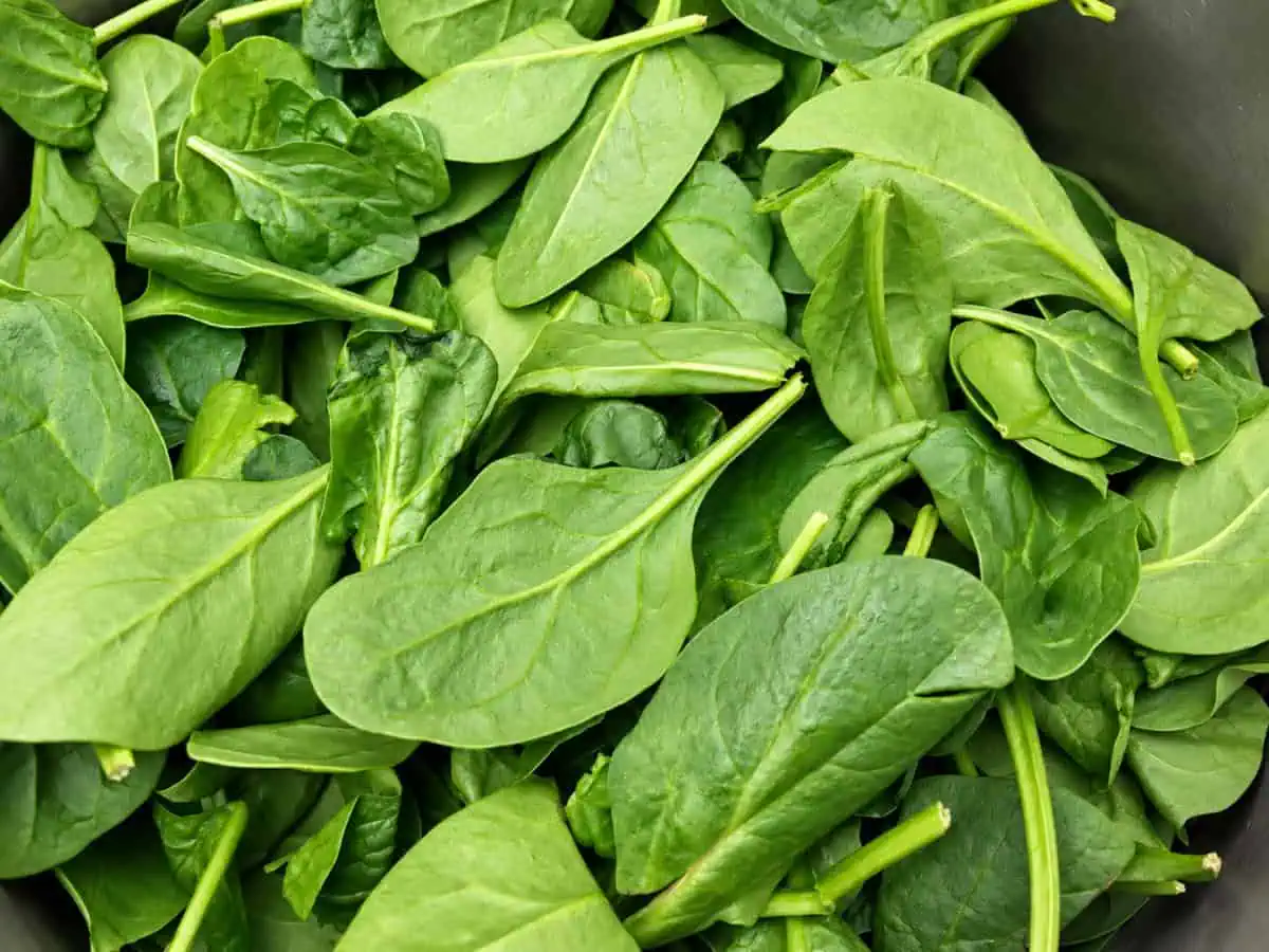 Fresh baby spinach added to the hot chickpea curry.